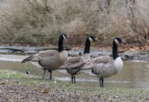 Haneliste kevadine heidutusjaht