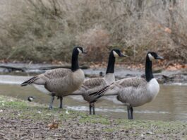 Haneliste kevadine heidutusjaht