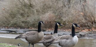 Haneliste kevadine heidutusjaht