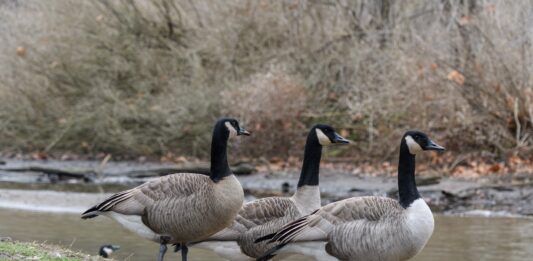 Haneliste kevadine heidutusjaht