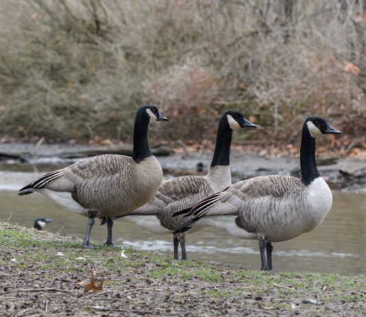 Haneliste kevadine heidutusjaht
