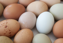 EPKK kutsub üles järgima õigusriigi põhimõtteid ja pidama kanakasvatuse üle faktipõhist arutelu