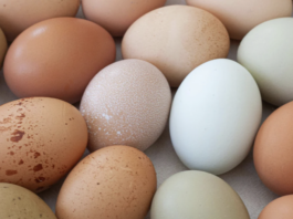 EPKK kutsub üles järgima õigusriigi põhimõtteid ja pidama kanakasvatuse üle faktipõhist arutelu