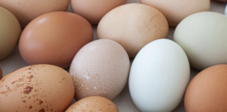 EPKK kutsub üles järgima õigusriigi põhimõtteid ja pidama kanakasvatuse üle faktipõhist arutelu