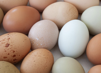 EPKK kutsub üles järgima õigusriigi põhimõtteid ja pidama kanakasvatuse üle faktipõhist arutelu