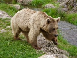 EPKK kutsub põllumehi registreerima karude tekitatud kahjustusi Foto: pixabay