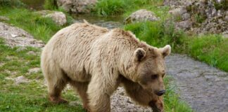 EPKK kutsub põllumehi registreerima karude tekitatud kahjustusi Foto: pixabay